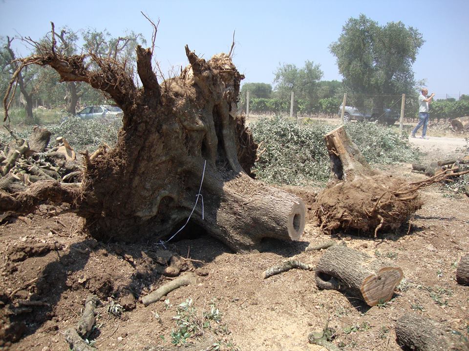 alberi_devastati_oria-7LUG15-8