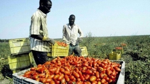 migranti raccolta pomodoro